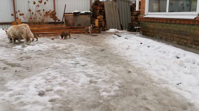 Что новенького... смотреть онлайн