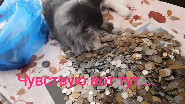 Мейн Кун Тоби любит деньги.Молодой антиквар.#cat #животные #кот #mainecoon смотреть онлайн