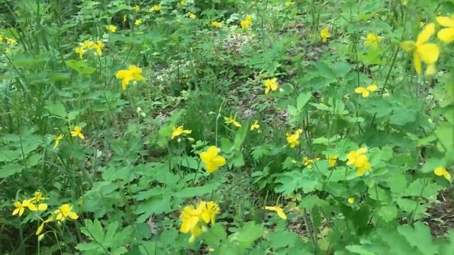 Чистотел. Природный лекарь. Польза и вред. Рецепт ферментации. Профилактика рака смотреть онлайн