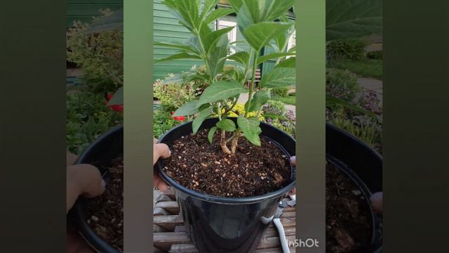 Окончательная (корректирующая) обрезка гортензии Bonfire.