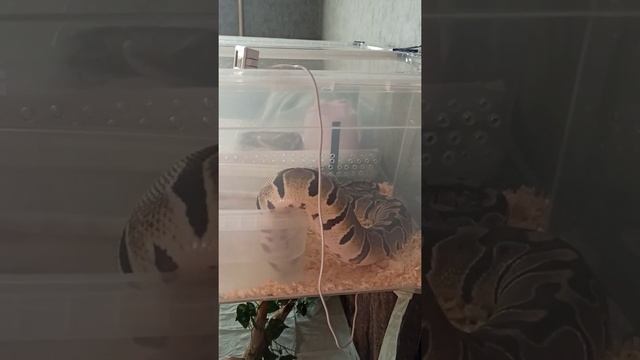 Королевский питон(региус) Python Regius смотреть онлайн