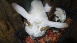 Кормление козленка в двух месячном возрасте и ещё.