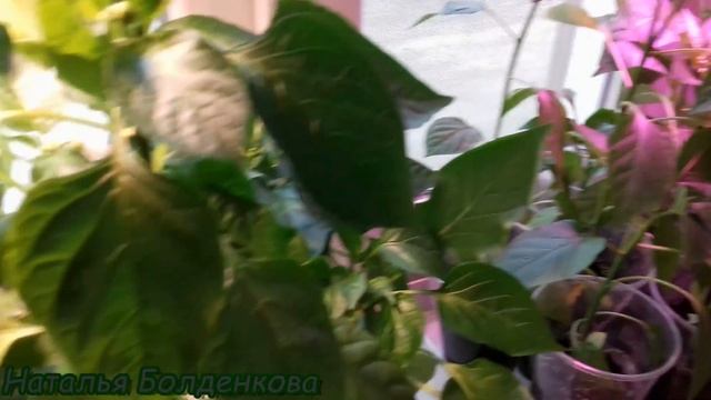 Разные заделья. Мыло, фитолампы, хрущаки... смотреть онлайн