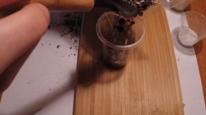 Сеем росянку (хищное растение).