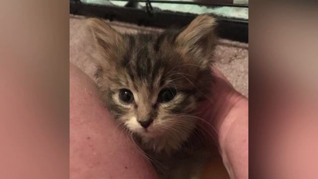 La triste historia de la perdida que anhelaba el regreso de su madre смотреть онлайн