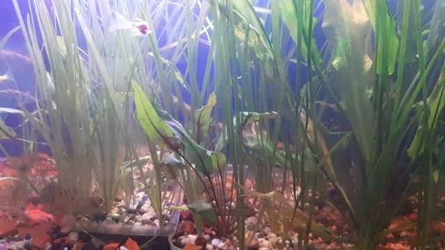 аквариум после очистки марганцовкой смотреть онлайн