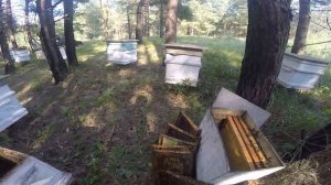 УДАЛИТЬ МАТКУ ИЗ СЕМЬИ БЕЗ ПОИСКА.