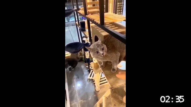 Пять минут с котами. Приколы с животными. кошками. Funny video смотреть онлайн