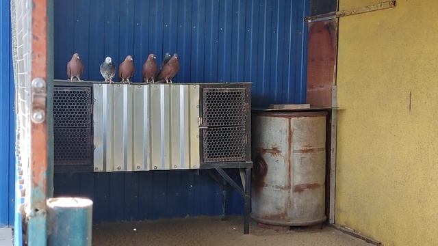 НИКОЛАЕВСКИЕ ГОЛУБИ:( продажа и цена Николаевских голубей???) смотреть онлайн