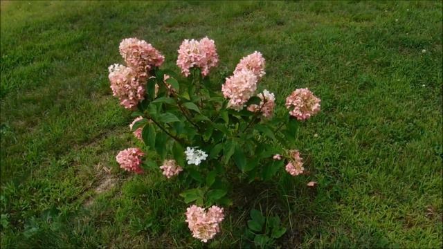 Pinkachu Hydrangea, Color Changing Hydrangea