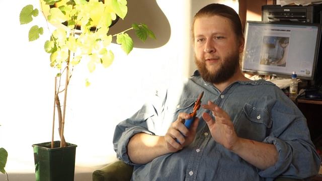 Шелковичный FAQ: А вдруг саженец окажется мужским растением? смотреть онлайн
