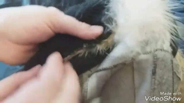 Как пришить ПЕТЛЮ на шубу. Замена застежки крючок на застежку петля смотреть онлайн