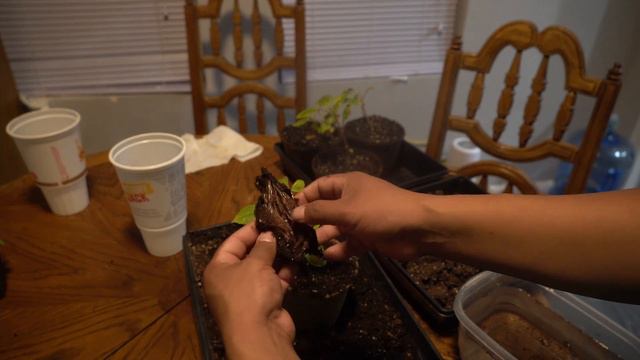 COMO CULTIVAR DALIAS DESARROLLO COPLETO смотреть онлайн