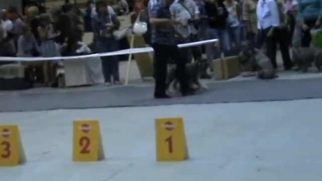 CACIB Челябинск 2010 смотреть онлайн