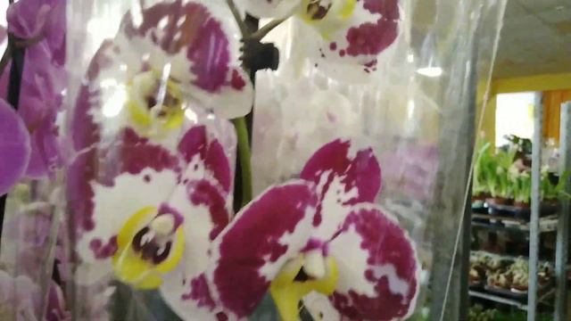 УЦЕНКА ПОСЛЕ 8 МАРТА. смотреть онлайн