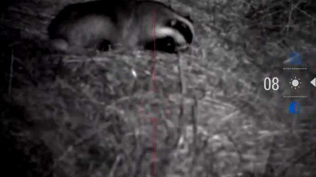 охота на Барсука, выход Барсука на овсы... смотреть онлайн