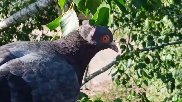 Утренние переговоры. Голуби, белка. смотреть онлайн