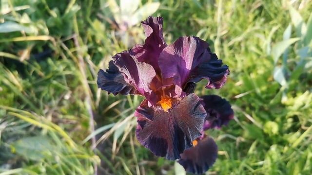 Tall Bearded Iris 