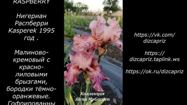 ИРИС NIGERIAN RASPBERRY #ирисы #клематисы #лилейники
