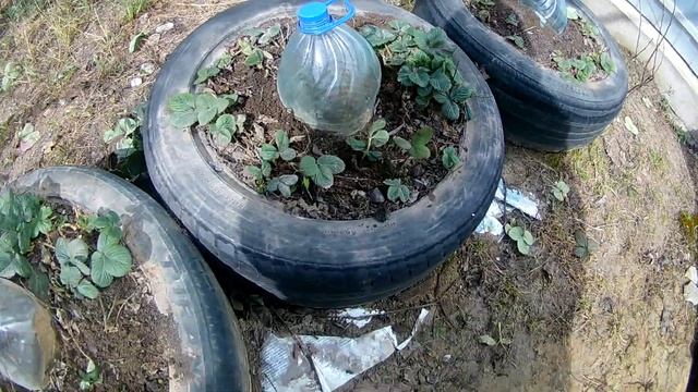 Очистка кустов клубники, первая подкормка золой. смотреть онлайн