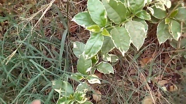 زراعة ورعاية واكثار الدورانتا بانواعها الخضراء والليمونى والجولدين والمبرقشة смотреть онлайн