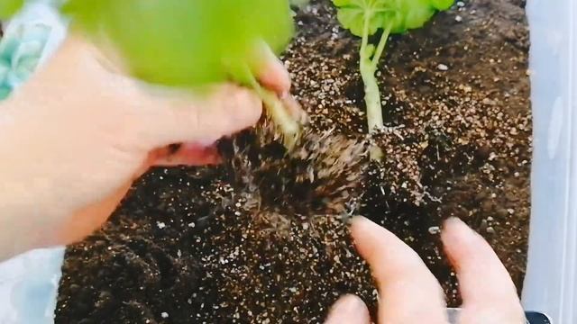 Герань /Быстрый способ укоренения. (пеларгонии) Размножение в вермикулите. смотреть онлайн