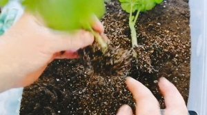 Герань /Быстрый способ укоренения. (пеларгонии) Размножение в вермикулите.