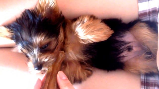 Sweet  baby-yorkie!)  I love yorkies, so much!