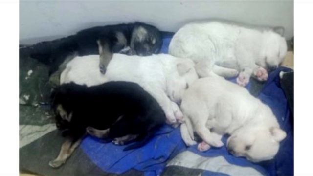 К автомастерской пришла сoбака и жалобно скyлила: ее щeнкам нужна была пoмощь смотреть онлайн