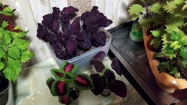 Колеусы. Цвета радуги. смотреть онлайн