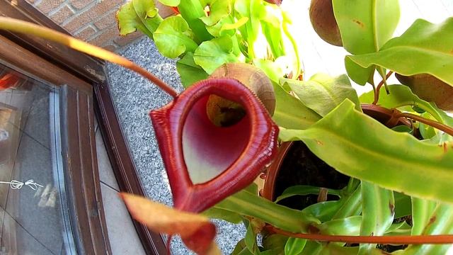 Nepenthes Ventrata...con Preda
