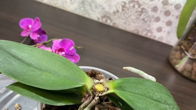 Орхидея СРОЧНАЯ ПОМОЩЬ с цветоносом из точки роста и чёрной гнилью. Не беда БУДЕМ ЖИТЬ! смотреть онлайн