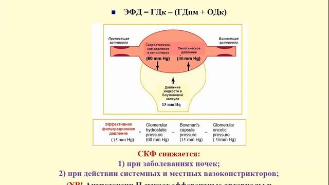Физиология выделения смотреть онлайн