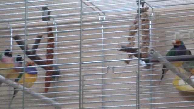Амадины Гульда поют, слушать на всю! (2) смотреть онлайн