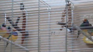 Амадины Гульда поют, слушать на всю! (2)