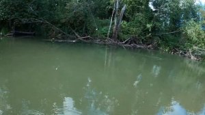 Хариус на поплавок