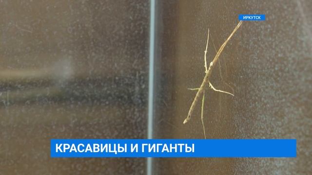 "Бабочки-красавицы и жуки-гиганты" смотреть онлайн
