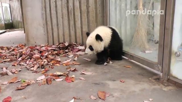 Реально смешной медвежонок прикалывается над няней /Really funny teddy bear makes fun of the nanny смотреть онлайн