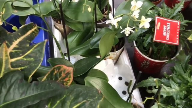 Уценённые Цветы в ОБИ. смотреть онлайн