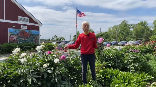 Peonies Aplenty! смотреть онлайн