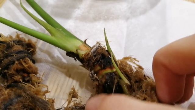 Реанимация взрослого антуриума. Первый отчет. смотреть онлайн