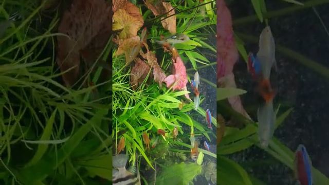 Замена. Освещения добавка удобрений и co2 сделали своё дело аквариум ожил смотреть онлайн