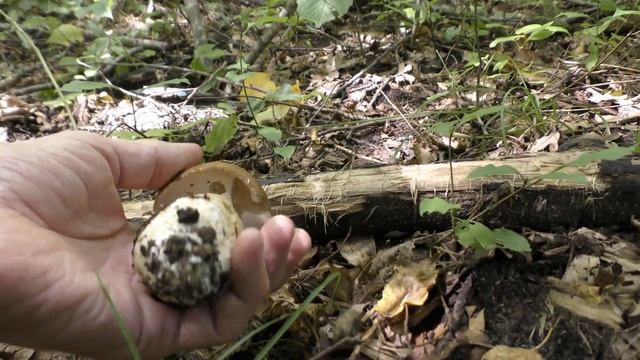 ГРИБНЫЕ НОВОСТИ ПОСЛЕ ДОЖДЕЙ 4.09.2021г. Сбор грибов: белых, рамарии, лисичек, сыроежек.