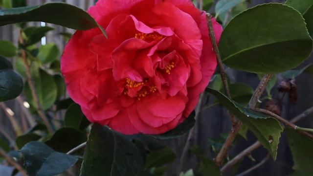 Camellia Kramer Supreme flowers смотреть онлайн