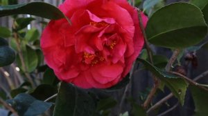 Camellia  Kramer Supreme flowers