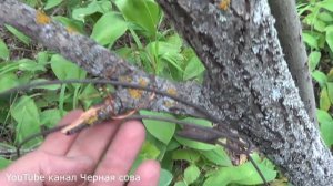 Охота на барсука, волка. Надёжная петля