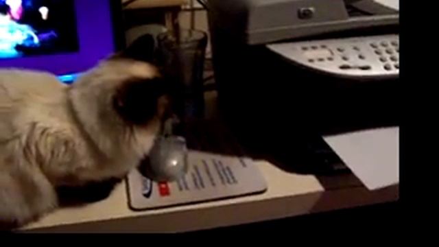 Simba cat sees the printer смотреть онлайн