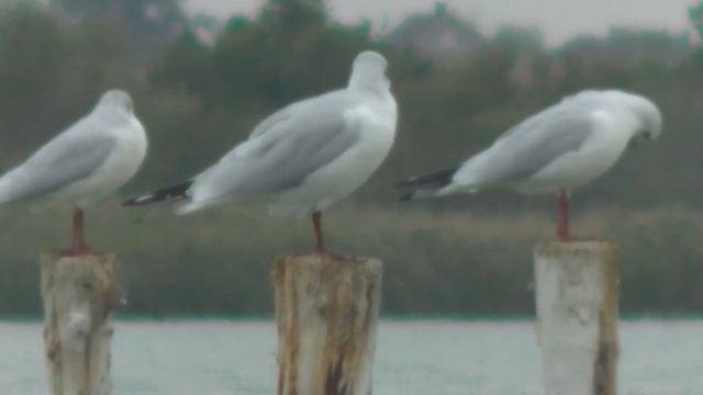 Test zoom & video camera JVC GZ-R315 смотреть онлайн