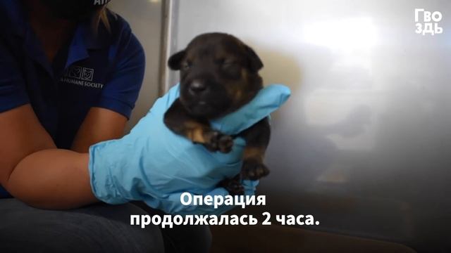 Увидев Эту Собаку, Соседи Запаниковали и Вызвали Спасателей. Вот Это Сюрприз! смотреть онлайн