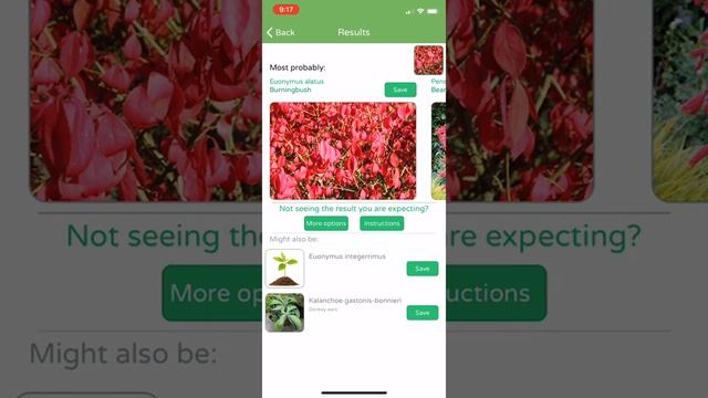 PlantSnap Identifies A Burning Bush After The Leaves Turn Red (Euonymus Alatus)